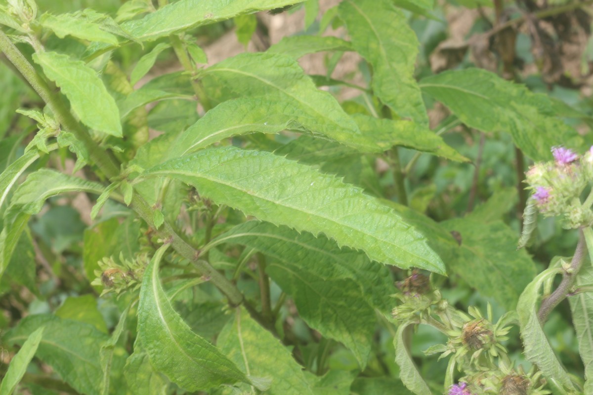 Baccharoides anthelmintica (L.) Moench